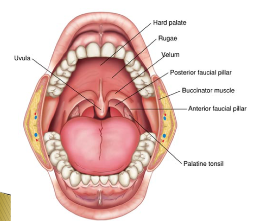 <p>Oral Cavity: faucial arches </p>
