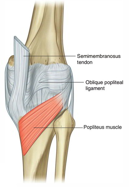 <p>Plays a role in unlocking the knee during extension</p>