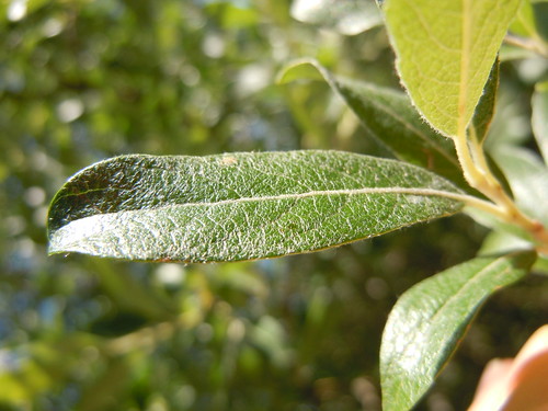 (Salix bebbiana)