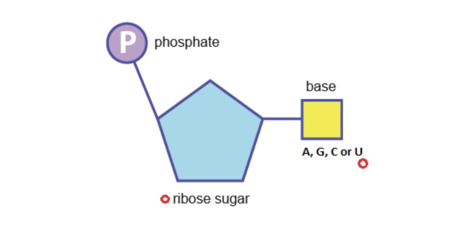 <p>Are you looking at DNA or RNA?</p>