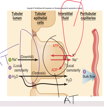 <p>Coupling of Water reabsorption to sodium reabsorption</p><p><strong><em>_______ process-</em></strong> water follows ions as they move</p><p>rewatch video for this part? slide 25</p>