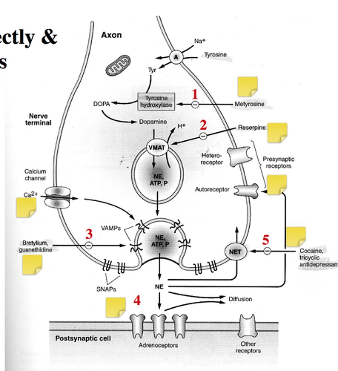 knowt flashcard image