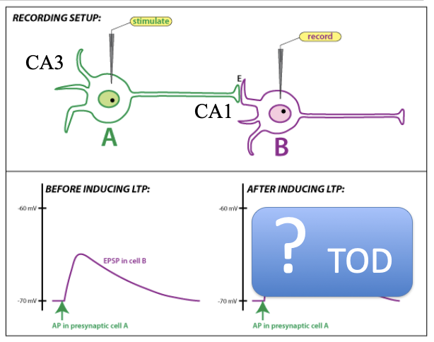 <p>How does depolarization of the baseline change after LTP is introduced? How does EPSPs change? </p>