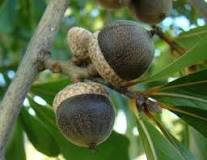 <p><span>Acorn, cup deeper than rubra, scales loose, nut smaller than rubra.</span></p>