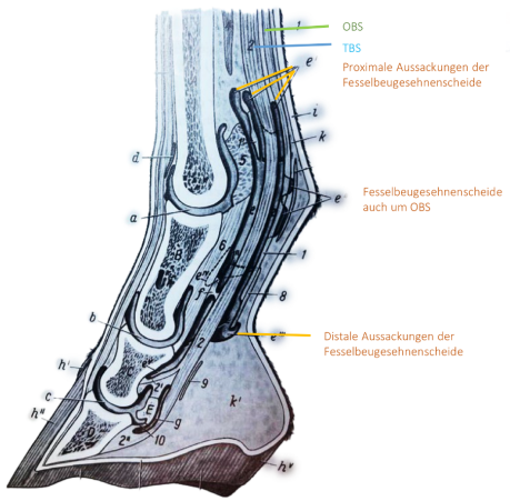 <p>→ C’est une gaine du tendon flechisseur du boulet </p><ul><li><p>De prox. au boulet → poche prox. art. sabot</p></li><li><p>Enveloppe uniquement le TBS </p></li><li><p>Forme la surface dorsale de l’OBS</p><ul><li><p>Région lig. annulaire du boulet → entièrement enveloppé </p></li></ul></li></ul><p></p>