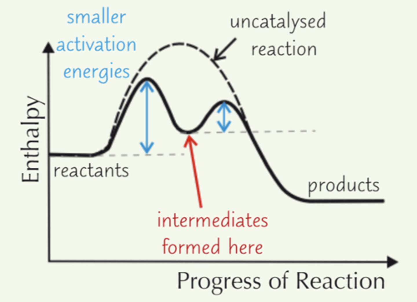 <p>Form intermediates with reactants, which decompose to products - lowering AE</p>