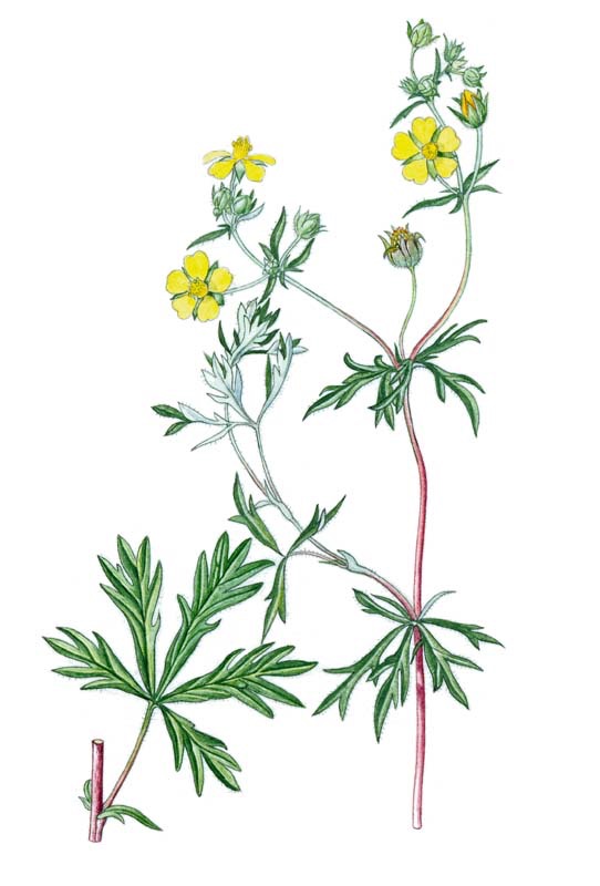 <p>Potentilla argentea - Rosaceae</p>