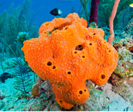 <p>What type of symmetry is this?</p>