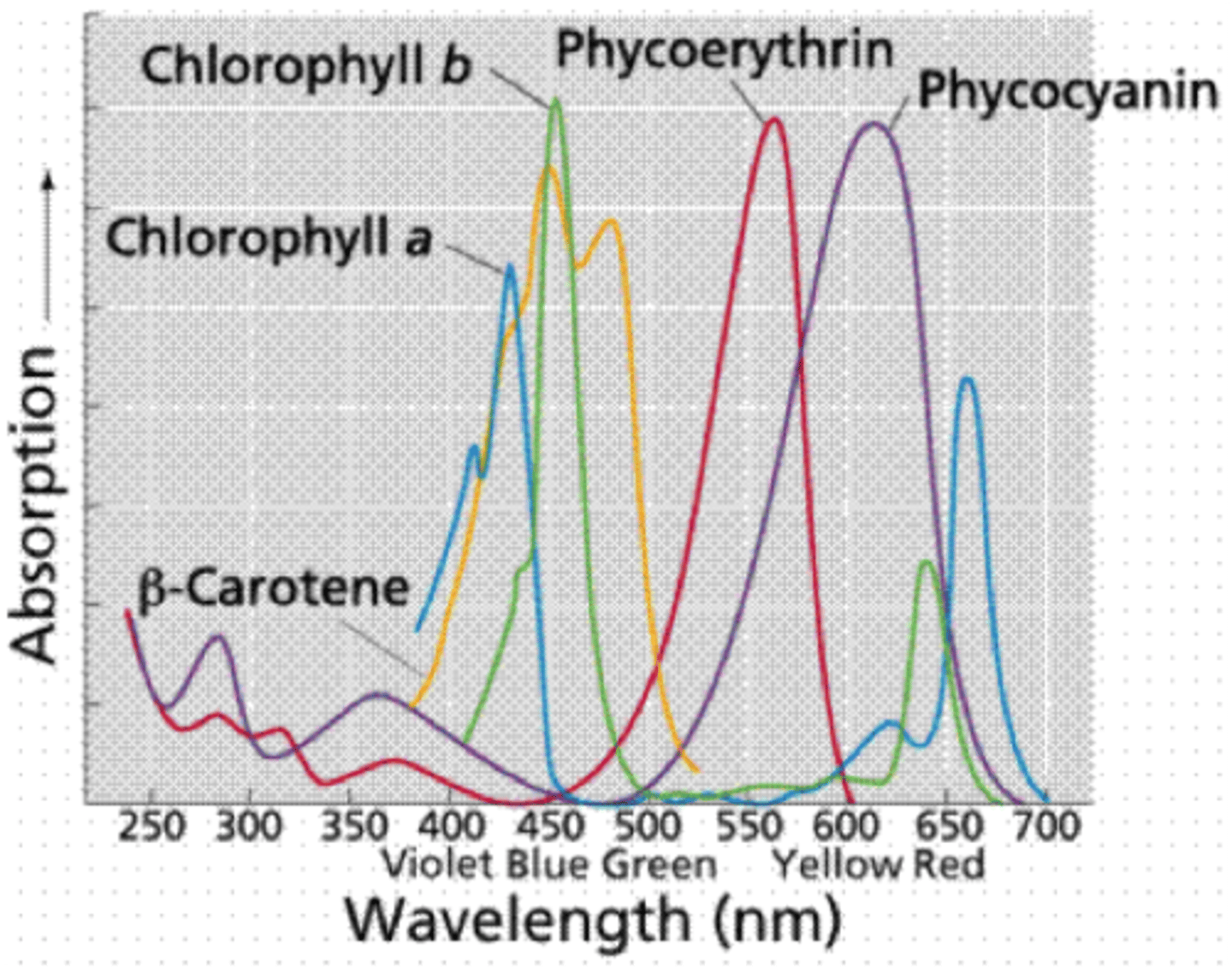 <p>Accessory pigments absorb light in the range not absorbed by chlorophylls. The energy absorbed by accessory pigments is transferred to chlorophyll, thus accessory pigments make photosynthesis more efficient over a broader range of wavelengths.</p><p>Capture broader wavelengths.</p>