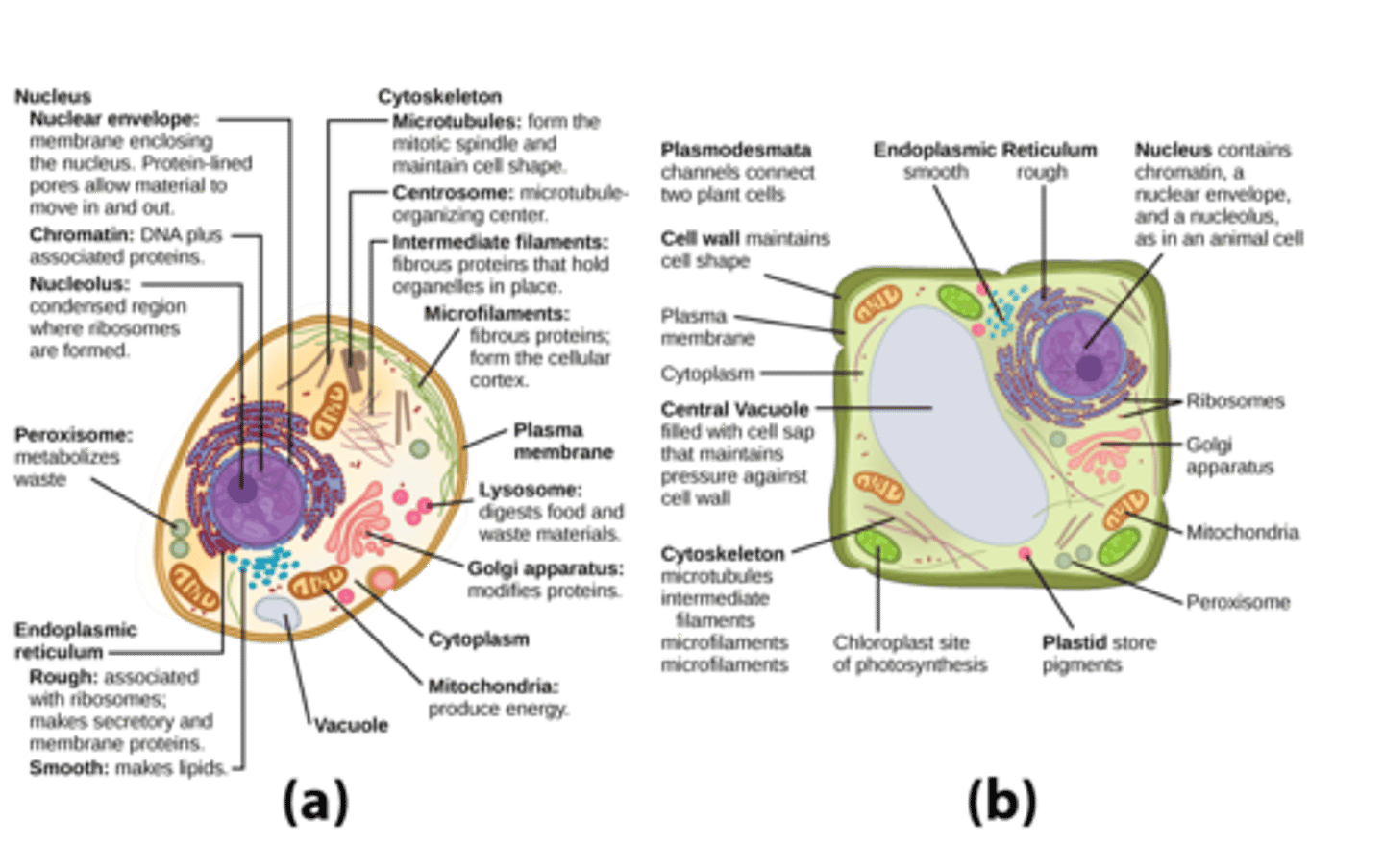 <p>cytoplasm</p>