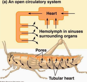 <p>Open circulatory System</p>