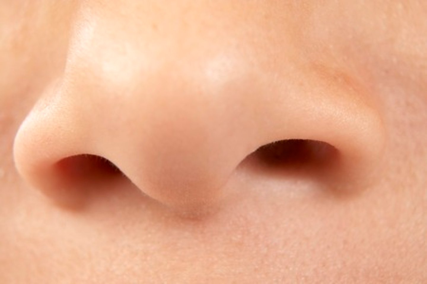 <p>two openings into the nose</p>