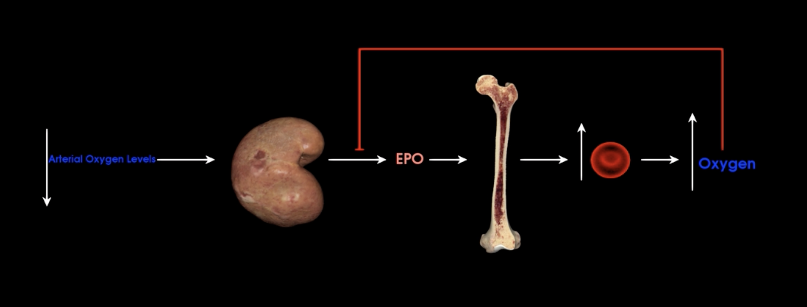 <p>What does increased oxygen do to EPO?</p>