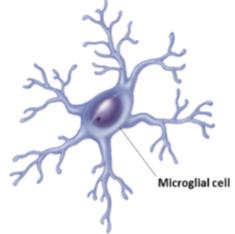 <p>Small glial cells with many extensions<br>Macrophages<br>Phagocytize neurotic tissue, micro-organisms, foreign substances (almost like the “immune cells”)<br>maintains health and function<br>CNS</p>