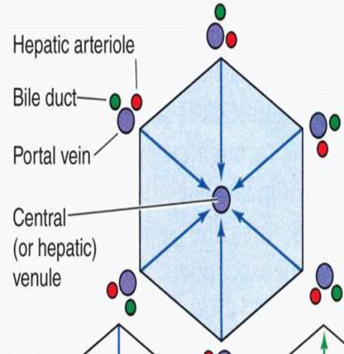 <p>- central vein in the centre of each lobule<br>- blood drains from portal triad to central vein</p>