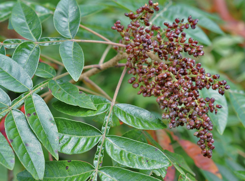<p><em>Rhus copallinum</em></p><p>Anacardiaceae</p>