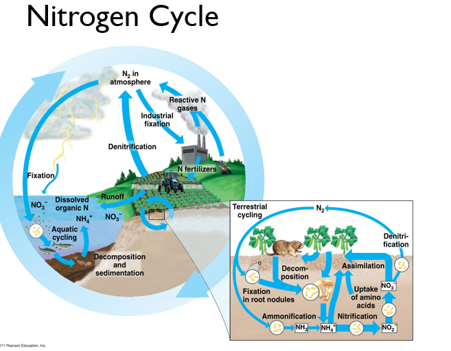 <p>nitrogen</p>