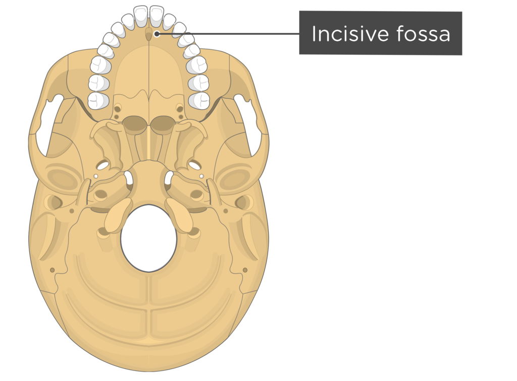 knowt flashcard image