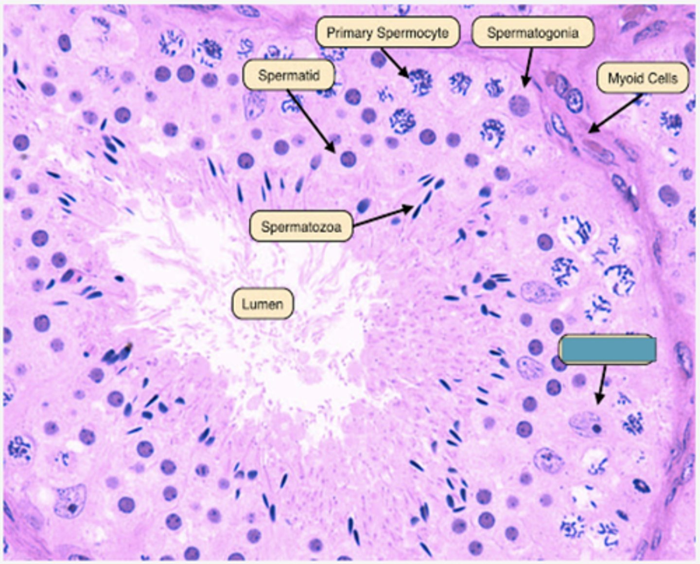 <p>Identify the cell</p>