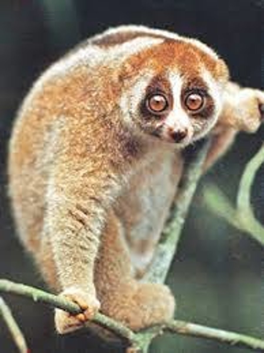 <p>CITES Appendix I</p><p>(suborder prosimians)- Slow Loris</p>