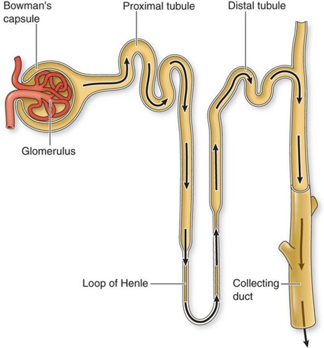 <p>Basic functional unit of the kidney.</p>