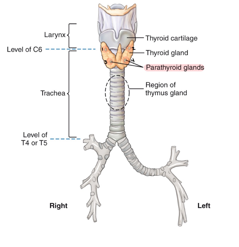 <p>Windpipe; airway conducting air to bronchi; reinforced by C-shaped cartilaginous rings.</p>