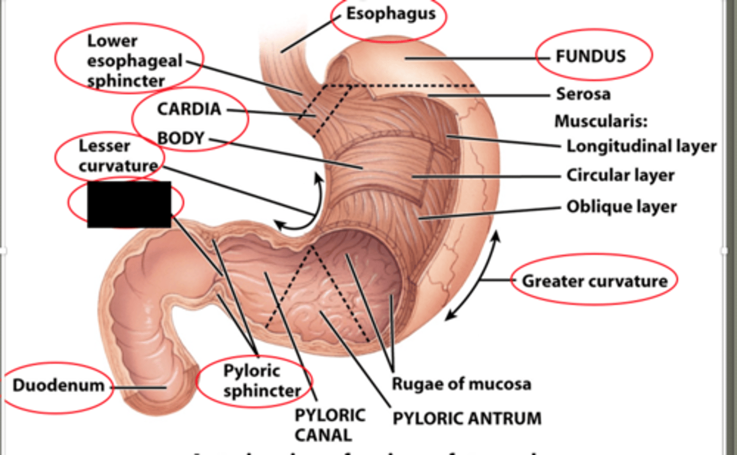 knowt flashcard image