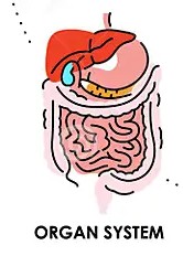 <p>Organ System</p>