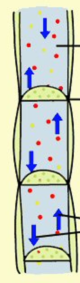 <p>specialized tissue that carries organic compounds, such as carbohydrates, and some inorganic nutrients in any direction</p>