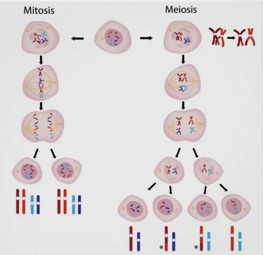 <ul><li><p><span style="background-color: transparent;"><span>The difference between meiosis and mitosis is in Anaphase I of meiosis:</span></span></p></li></ul><ol><li><p><span style="background-color: transparent;"><span>In meiosis, cells undergo one replication event and two cell divisions. In mitosis, there is only one replication event and one cell division.</span></span></p></li><li><p><span style="background-color: transparent;"><span>In mitosis, each of the 4 chromosomes has its own place on the metaphase plate. Each chromosome is represented one time. In meiosis, each chromosome PAIR gets its own place on the metaphase plate.</span></span></p></li></ol><p></p>