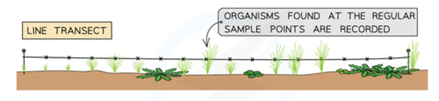 <p>- Lay out a measuring tape in a straight line across the sample area</p><p>- At regular distances along the tape (like every 5m) record the identity of the organisms that touch the line</p>