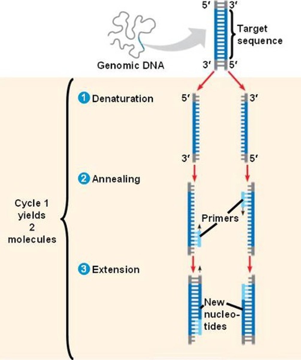 <p>amplifies a target DNA fragment to produce millions of copies</p><p>- requires a DNA sample, primers, nucleotides, Taq polymerase, a mix buffer, PCR tubes, and a thermal cycler</p><p>- the dsDNA strands are denatured, annealed, and extended</p>