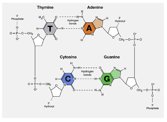 <p>What is chargaff rule: %A = %T and %C = %G</p><p>other conclusion:</p><ol><li><p>%Purines (A+G)  = % Pyrimidine (C+D)&nbsp;&nbsp;</p></li><li><p>C+G wont = A+T&nbsp;&nbsp;</p></li><li><p>A, C, G, and T are NOT present in EQUAL amounts &nbsp;</p></li></ol><p></p>
