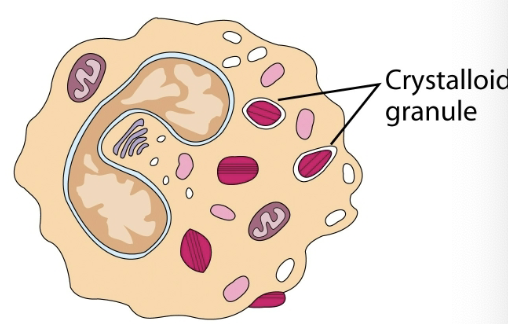 <p>granulocytic cell. 1-3% of leukocytes. phagocytic cells. bilobed nuclei. defense against parasitic organisms</p>