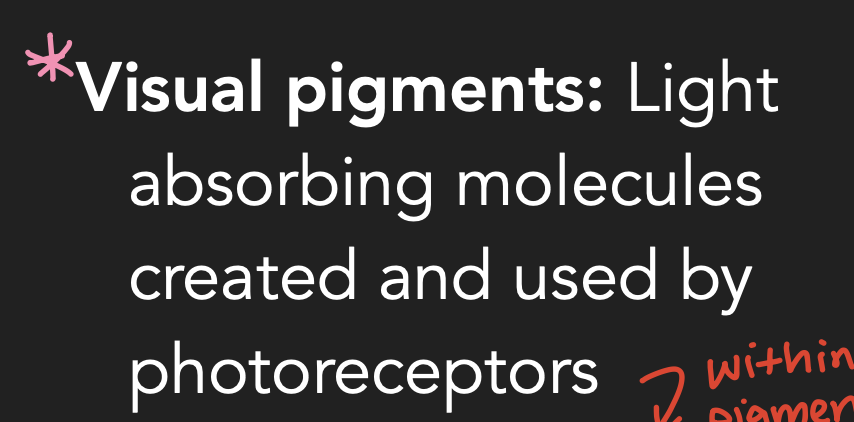 <p>They are located in the outer segment of our rods and cones. </p>
