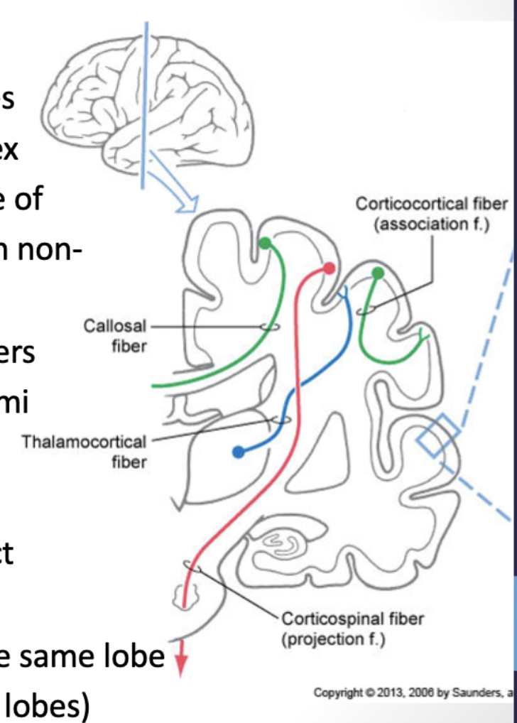 <p><strong><u>white matter</u></strong>: <strong><u>areas of the cortex are *</u></strong><u>**</u><strong><u>connected to each othe</u></strong>r <strong><u>and *</u></strong><u>**</u><strong><u>to subcortical structures</u> </strong>via <u>fiber bundles</u></p><ul><li><p><strong><u>*</u></strong><u>**</u><strong><u>projection fibers</u></strong><u>:</u> (ascending (blue) &amp; descending (red))</p><ul><li><p><span style="color: rgb(255, 255, 255)">these fibers </span><strong><u>*</u></strong><u>**</u><span style="color: rgb(255, 255, 255)"><strong><u>project from cortical areas </u></strong></span><strong><u>*</u></strong><u>**</u><span style="color: rgb(255, 255, 255)"><strong><u>to subcortical structures </u></strong>(<strong>descending tracts</strong>, e.g., corticospinal tract, corticonuclear tract, etc.)</span></p></li><li><p><span style="color: rgb(255, 255, 255)"><strong><u>or from </u></strong></span><strong><u>*</u></strong><u>**</u><span style="color: rgb(255, 255, 255)"><strong><u>subcortical areas to the cortex</u></strong> (<strong>ascending fibers</strong>, e.g., thalamocortical fibers from the VPL, VPN, VA)</span></p><ul><li><p><strong><u>*</u></strong><u>**</u><span style="color: rgb(255, 255, 255)"><strong><u>thalamocortical fibers</u></strong>: <strong><u>main source of </u></strong></span><strong><u>*</u></strong><u>**</u><span style="color: rgb(255, 255, 255)"><strong><u>input to the cortex </u></strong></span><strong><u>*</u></strong><u>**</u><span style="color: rgb(255, 255, 255)"><strong><u>originating from non-cortical structures</u></strong></span></p></li><li><p><strong><u>*</u></strong><u>**</u><strong><u>thalamocortical tract</u></strong> <strong><u>brings information *</u></strong><u>**</u><strong><u>from the thalamic nuclei *</u></strong><u>**</u><strong><u>to the association cortex</u></strong>- the <strong><u>*</u></strong><u>**</u><strong><u>main source of information to the cortex</u></strong></p></li></ul></li></ul></li><li><p><strong><u>*</u></strong><u>**</u><strong><u>callosal/commissural fibers</u></strong><u>:</u> (green)</p><ul><li><p><span style="color: rgb(255, 255, 255)">these fibers<strong> <u>connect areas of the cortex in </u></strong></span><strong><u>*</u></strong><u>**</u><span style="color: rgb(255, 255, 255)"><strong><u>one hemisphere with areas of cortex </u></strong></span><strong><u>*</u></strong><u>**</u><span style="color: rgb(255, 255, 255)"><strong><u>in the opposite hemisphere</u></strong></span></p></li><li><p><span style="color: rgb(255, 255, 255)"><em>e.g., </em></span><strong><u>*</u></strong><u>**</u><span style="color: rgb(255, 255, 255)"><strong><em><u>corpus callosum</u></em>:</strong> major neural pathway that <strong><em><u>connects homologous cortical areas of the </u></em></strong></span><strong><u>*</u></strong><u>**</u><span style="color: rgb(255, 255, 255)"><strong><em><u>left and right hemispheres</u></em></strong></span></p><ul><li><p>*studies show support for both theories, saying the cerebral cortex can serve both inhibitory and excitatory influences on the contralateral hemisphere</p><ul><li><p>*some say they can also inhibit the other hemisphere (e.g., using right hand to reach, the left hemisphere is active and inhibits the right hemisphere transcollosal fibers)</p><ul><li><p>after a stroke, it’s thought that there is excessive inhibition of the ipsilesional (affected) hemisphere by the contralateral (non-affected) hemisphere, resulting in poor functional outcomes</p></li></ul></li><li><p>*some say the corpus callosum integrates information across hemispheres, serving as an excitatory function in inter-hemispheric communication</p></li></ul></li></ul></li><li><p><strong><u>*</u></strong><u>**</u><strong><u>anterior commissure</u></strong> <strong><u>connects the *</u></strong><u>**</u><strong><u>frontal and *</u></strong><u>**</u><strong><u>temporal areas</u></strong></p></li><li><p><strong><u>*</u></strong><u>**</u><strong><u>hippocampal commissure</u></strong> <strong><u>connects the *</u></strong><u>**</u><strong><u>hippocampal structures</u></strong></p></li><li><p><strong><u>*</u></strong><u>**</u><strong><u>posterior commissure</u></strong> <strong><u>connects the *</u></strong><u>**</u><strong><u>areas of the diencephalon</u></strong></p></li></ul></li><li><p><strong><u>*</u></strong><u>**</u><strong><u>association fibers:</u></strong></p><ul><li><p><span style="color: rgb(255, 255, 255)">these fibers <strong><u>connect </u></strong></span><strong><u>*</u></strong><u>**</u><span style="color: rgb(255, 255, 255)"><strong><u>areas of cortex </u></strong></span><strong><u>*</u></strong><u>**</u><span style="color: rgb(255, 255, 255)"><strong><u>within the same hemi-sphere</u></strong></span></p><ul><li><p><strong><u>*</u></strong><u>**</u><span style="color: rgb(255, 255, 255)"><strong><u>short fibers connect </u></strong></span><strong><u>*</u></strong><u>**</u><span style="color: rgb(255, 255, 255)"><strong><u>cortices of gyri of the </u></strong></span><strong><u>*</u></strong><u>**</u><span style="color: rgb(255, 255, 255)"><strong><u>same lobe</u></strong></span></p><ul><li><p><span style="color: rgb(255, 255, 255)">e.g., <em>premotor cortex with the motor cortex and the frontal lobe</em></span></p></li></ul></li><li><p><span style="color: rgb(255, 255, 255)">&amp; </span><strong><u>*</u></strong><u>**</u><span style="color: rgb(255, 255, 255)"><strong><u>long fibers connect </u></strong></span><strong><u>*</u></strong><u>**</u><span style="color: rgb(255, 255, 255)"><strong><u>cortices gyri of </u></strong></span><strong><u>*</u></strong><u>**</u><span style="color: rgb(255, 255, 255)"><strong><u>adjacent/different lobes</u></strong></span></p><ul><li><p>e.g. visual system has dorsal and ventral streams of vision</p><ul><li><p><em>dorsal stream: connects occipital to parietal lobes</em></p></li><li><p><em>ventral stream: connects occipital to temporal lobes</em></p></li></ul></li></ul></li></ul></li></ul></li></ul><p></p>