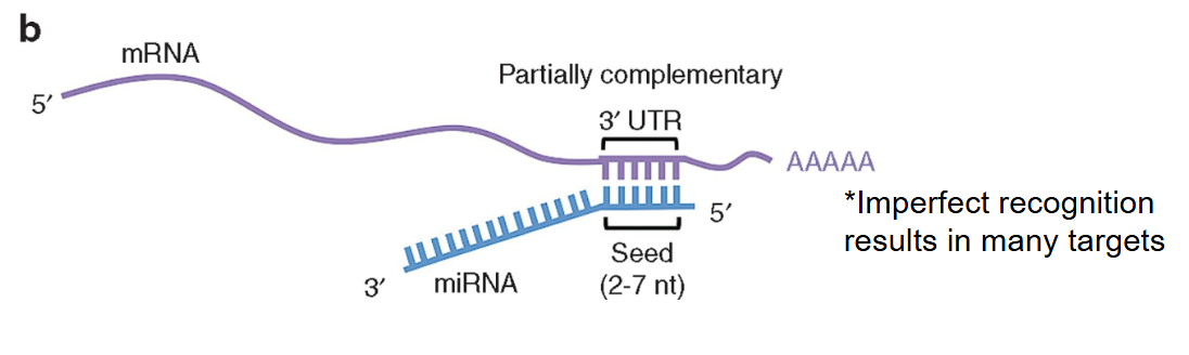 <p>A type of non-coding RNA that originates from mRNA, starts as ssRNA that forms short hairpins of dsRNA, degrades mRNA and inhibits translation, and targets genes other than those from which it was transcribed</p><ul><li><p>miRNA originates from transcription of DNA containing inverted repeats to produce a primary miRNA (pri-miRNA) shaped like a hairpin</p></li><li><p>pri-miRNA is cleaved to “cut” the hairpin out</p></li><li><p>Dicer cleaves off the terminal loop of the hairpin</p></li><li><p>One strand of the miRNA combines with proteins to form RISC complex → if there is an imperfect base pairing, the miRNA pairs with the mRNA and inhibits translation</p></li></ul><img src="https://knowt-user-attachments.s3.amazonaws.com/32e8af36-8d9a-43dd-a98a-31a84393e4f8.png" data-width="100%" data-align="center" alt=""><p></p>