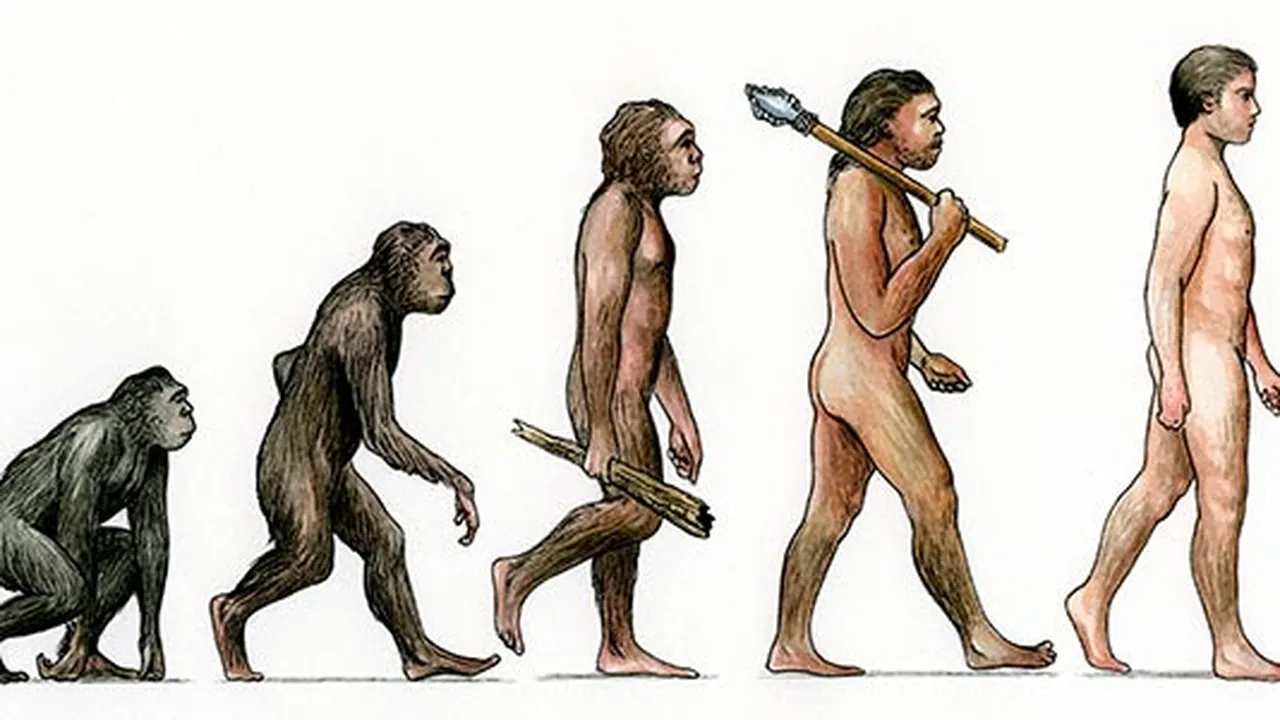 <p>"descent with modification," a process in which species change and give rise to new species over many generations.</p><p></p>