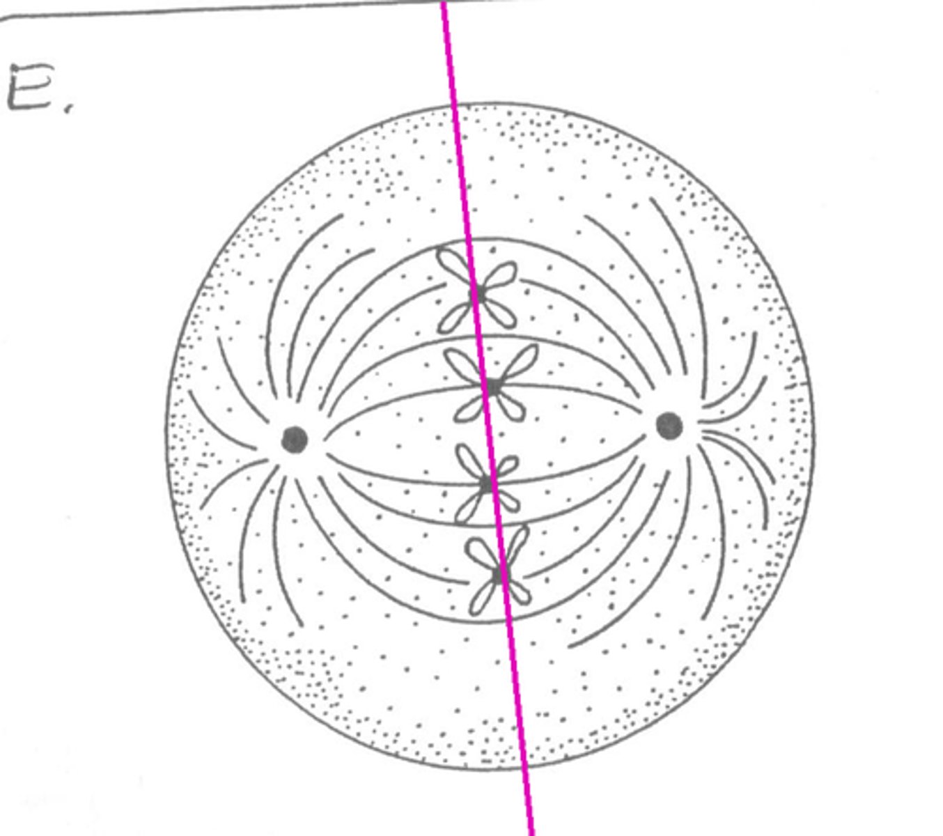 <p>The Nuclear envelope and nucleolus disintegrate; the chromosomes line up in the middle of the cell. The spindle fibers attach to the centromeres</p>