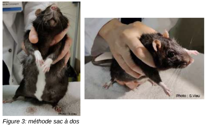 <p><strong>Rats </strong>(myomorphe omnivore)</p><p>Espèce sociable et affectueuse (Durée de vie : 2-3ans)</p>