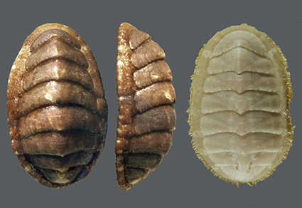 <p>Class Polyplacophora</p>