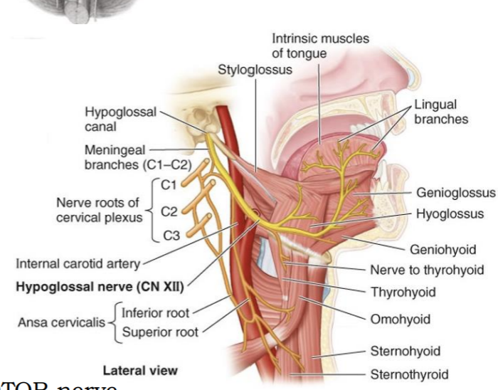 <p>hypoglossal nerve</p>