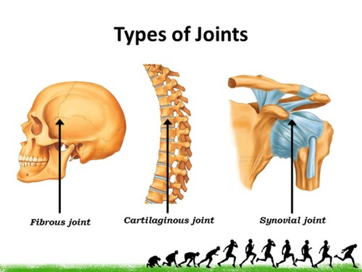 <p>fibrous joints, cartilaginous joints, synovial joints</p>
