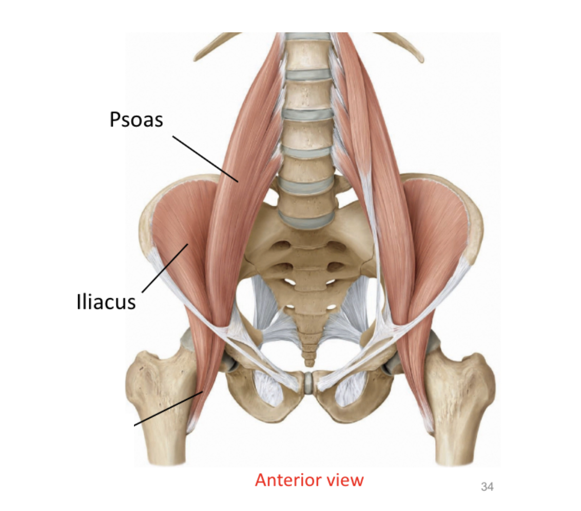 <p>psoas and illiacus</p>