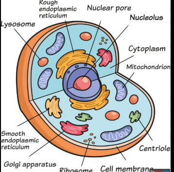 <p>animal cells</p>