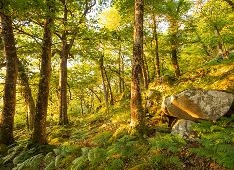 <p>Temperate Rainforest </p>