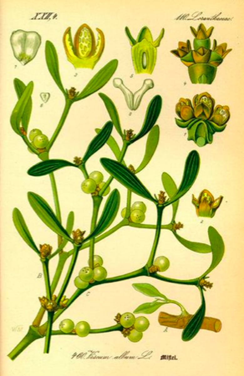 <p>Part Used: Fresh leafy twigs w/ fruit</p><p>Actions: hypotensive, cerebral circulatory stimulant; tumour inhibition (injected)</p><p>Indication: Tumours, HTN, valvular insufficiency</p><p>CI: TB, tumours of CNS/intraspinal, Pregnancy, AI diseases</p><p>Mistle stubbed her toe after finding out she had a tumour, which was causing HTN</p><p>European Mistletoe/American Mistletoe</p>
