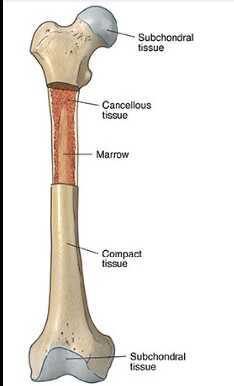 <p>smooth bone tissue that makes up the end of bones that directly articulate to cartilage. </p>