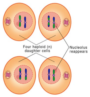 <ul><li><p>Four haploid (single set; think half = hap)  daughter cells are obtained</p></li><li><p>These cells are likely to all be genetically distinct due to the crossing over that occurs during Prophase I (recombination of sister chromatids)</p></li></ul>