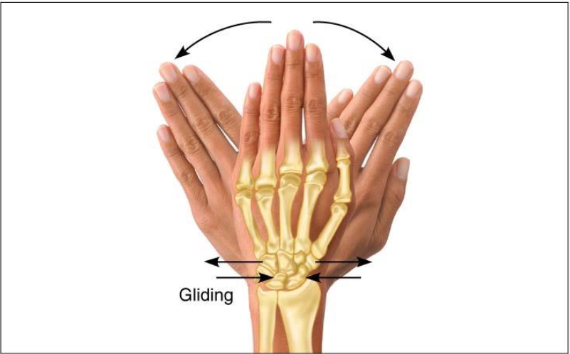 <ul><li><p>Movement permitted by synovial joint</p></li><li><p>Flat bone surface glides or slips over another similar surface</p></li></ul><p></p>